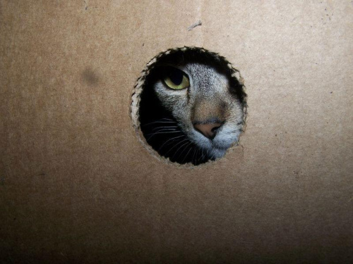 w ukryciu #kot #ficiol007