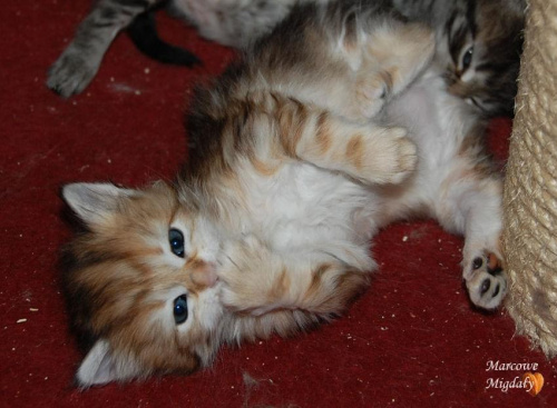 Solna Marcowe Migdały*PL - koteczka syberyjska 4 tygodnie - zlota klasycznie pręgowana