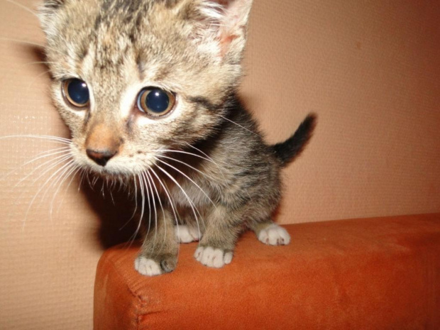 Koty do adopcji