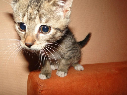 Koty do adopcji