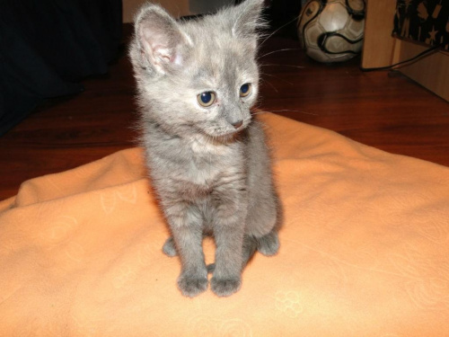 Koty do adopcji