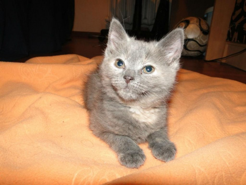 Koty do adopcji