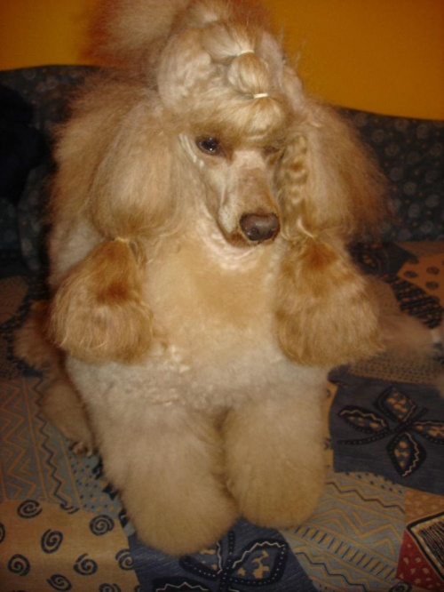 Cheri w domku 2009 #pudel #pies #dogs