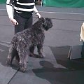 Bouvier des Flandres- Krakers i Fela #BouvierDesFlandres