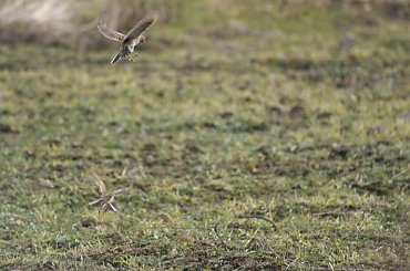 Taniec godowy skowronków #Wałbrzych