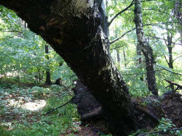 Beskid Mały,Czupel,Hrobacza Łąka,Magurka Wilkowicka,Straconka,Żarnówka Mała #BeskidMały #Czupel #HrobaczaŁąka #MagurkaWilkowicka #Straconka #ŻarnówkaMała