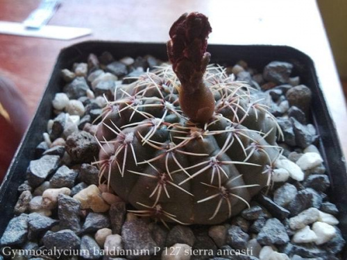 #gymnocalycium #kaktusy #rośliny