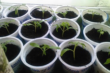 #pomidor #pomidory #sadzonki #ogródek #tunel