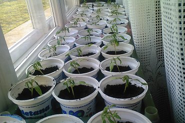 #pomidor #pomidory #sadzonki #ogródek #tunel