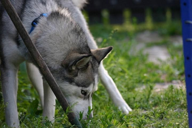 husky