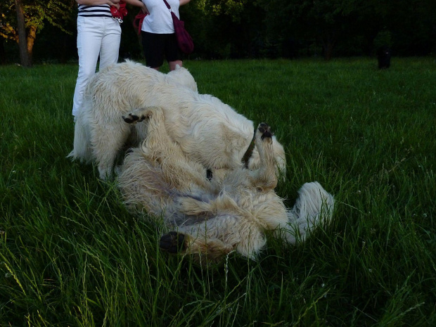 Brutus i Duffel, Park Bródnowski, 2011