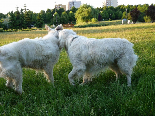 Brutus i Duffel, Park Bródnowski, 2011