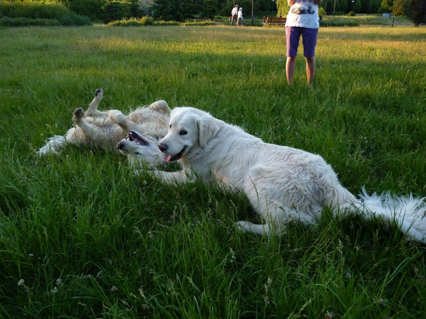 Brutus i Duffel, Park Bródnowski, 2011