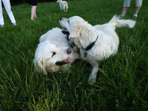 Brutus i Duffel, Park Bródnowski, 2011