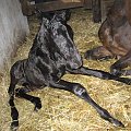Gigantka Lady