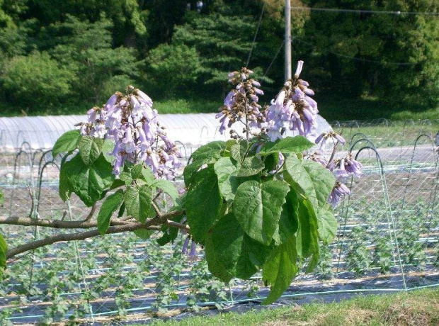 paulownia puszysta