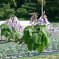 paulownia puszysta