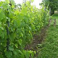 winniczka