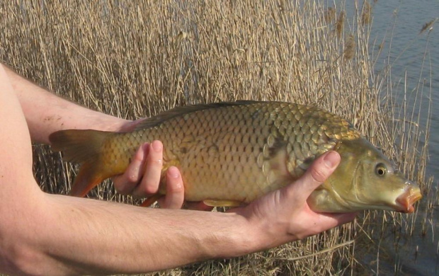 Pierwszy karp w sezonie 2009 i pierwszy pełnołuski w karierze :D. 42 cm.