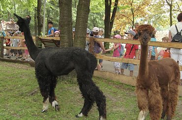 Rodzinny Park Atrakcji #alpaka #Atrakcji #dinozaur #Park #Rodzinny #Rybnik