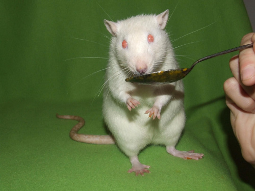 Roger #szczury #szczur #rat #rats