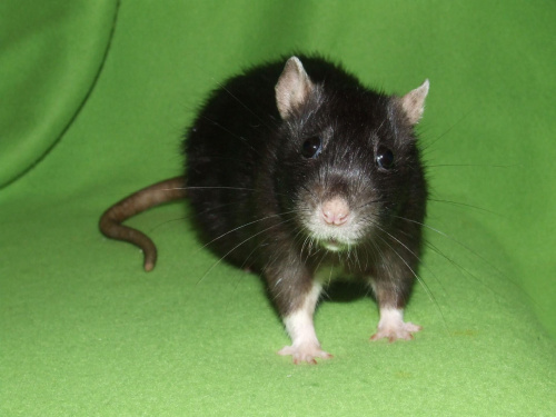 Mia #szczury #szczur #rat #rats
