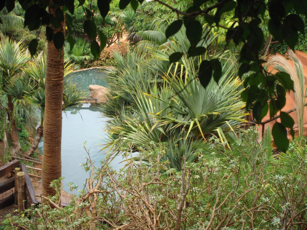 Mieszkanko hipopotama:) #egzotyczne #jeziorko #JunglePark #palma #roślinki #Teneryfa #woda