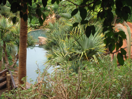 Mieszkanko hipopotama:) #egzotyczne #jeziorko #JunglePark #palma #roślinki #Teneryfa #woda