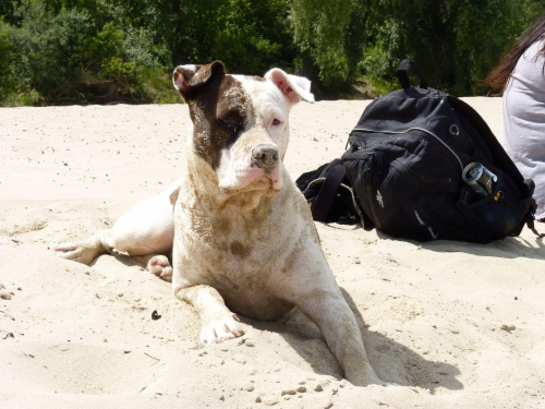 Lola, Wisła, czerwiec 2011