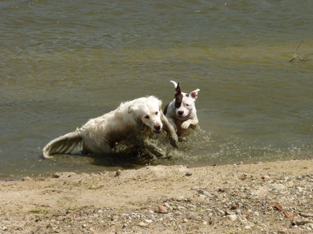 Brutus i Lola, Wisła, czerwiec 2011