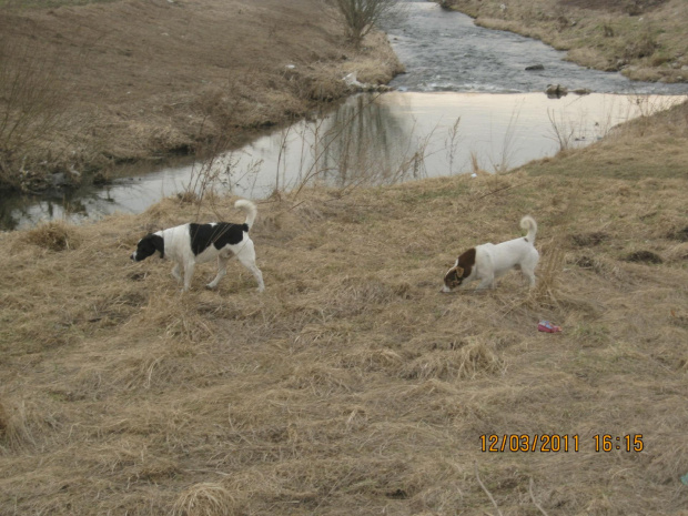 pieski nad rzeką