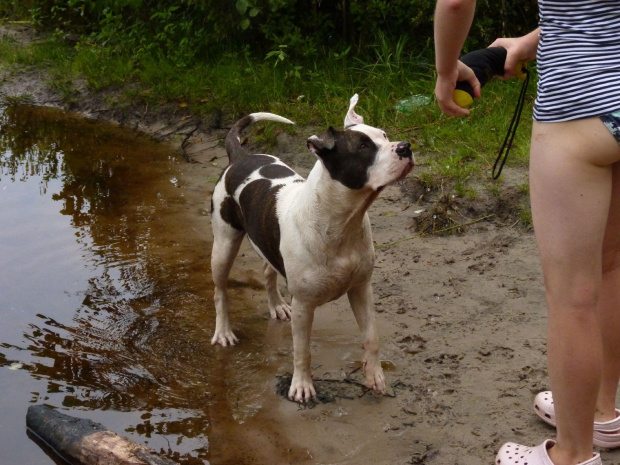 Lola, Kruczek, lipiec 2011