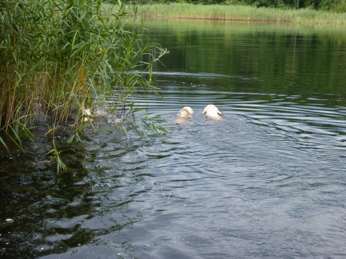 Brutus i Duffel, Kruczek, lipiec 2011