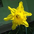 #kwiaty #wiosna #żonkile