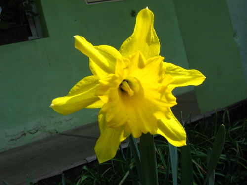 #kwiaty #wiosna #żonkile