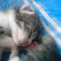 KOCIAKI 6-DNIOWE #kotki