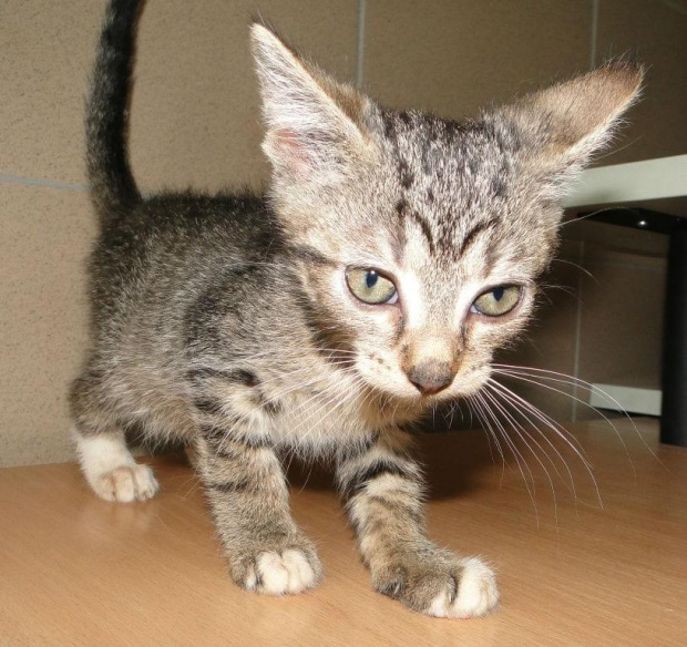 Koty do adopcji #AdopcjeZwierząt #DoAdopcji #dogo #kicie #kot #koty #miau #zwierzęta