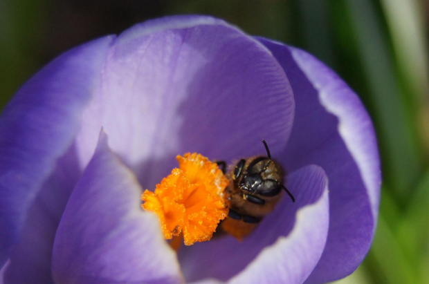 #pszczoła #pszczoły #zwierzęta