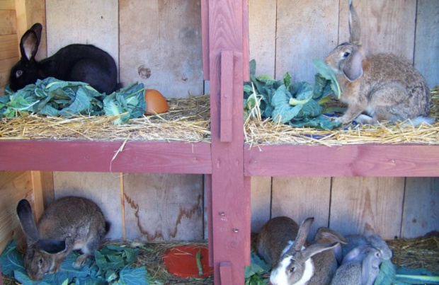 początkowe działania w hodowaniu #FermaKrólików #HodowlaKrólików #kólik #króliki