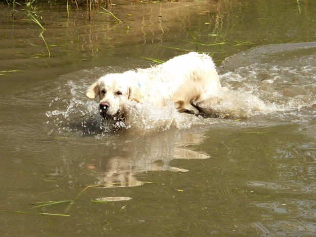 Brutus, Choszczówka, lipiec 2011