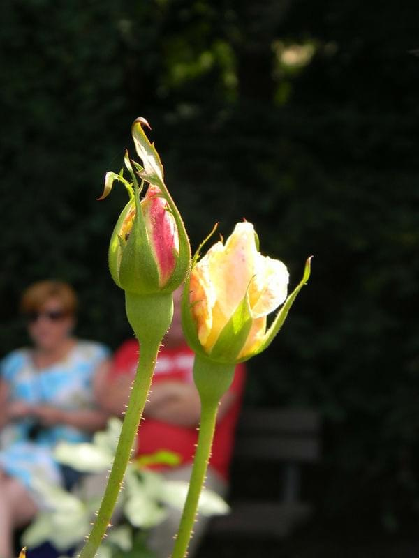 Wystawa róż Ogród Botaniczny UW