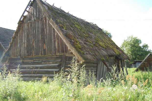 białowieża 2011