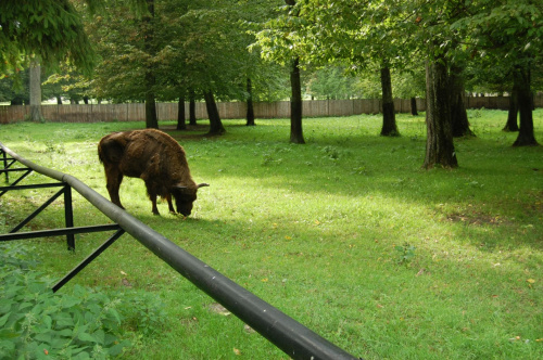 białowieża 2011