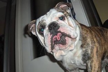 #buldog #BuldogAngielski #pies